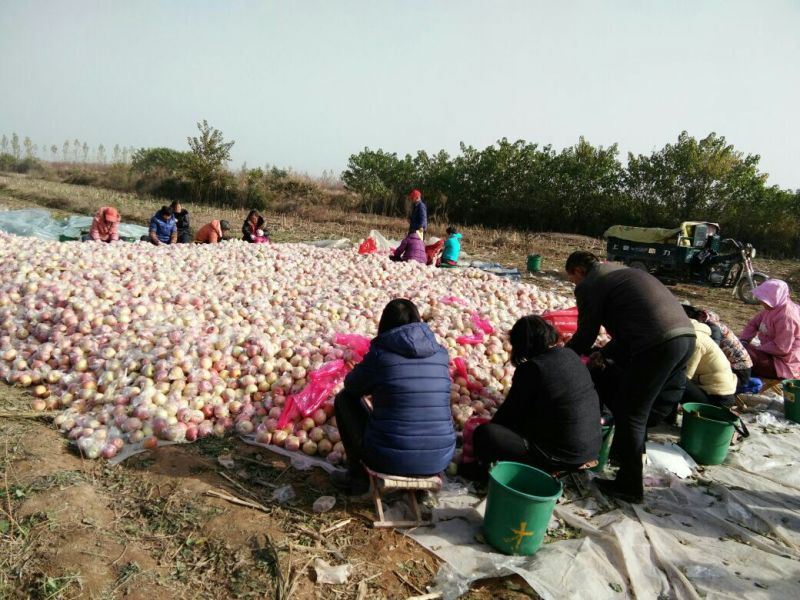 冰糖心苹果70mm以上膜袋