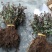 供应优质红花继木小苗一年扦插苗苗圃直供红继木小苗二千包邮