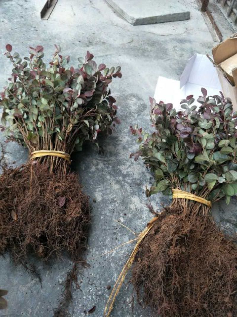 供应优质红花继木小苗一年扦插苗苗圃直供红继木小苗二千包邮