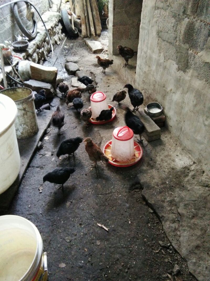 鸡苗脱温苗60~70克通货