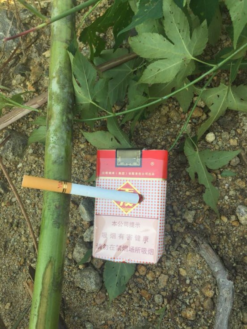 覆盆子苗
