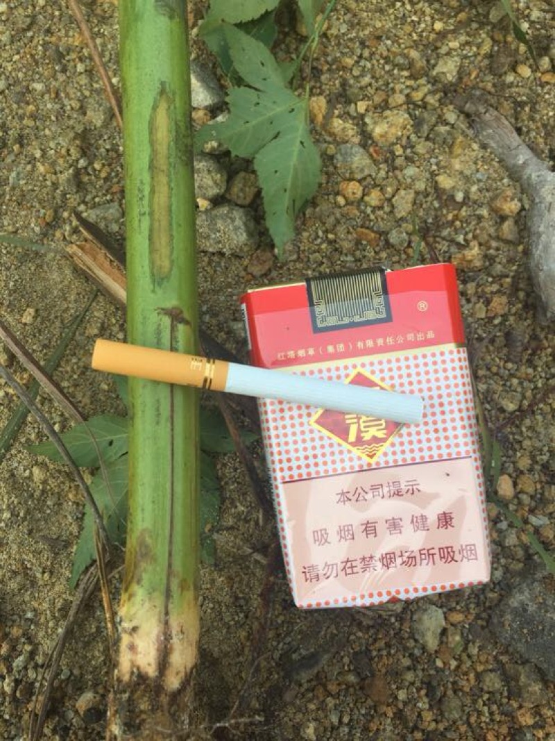 覆盆子苗