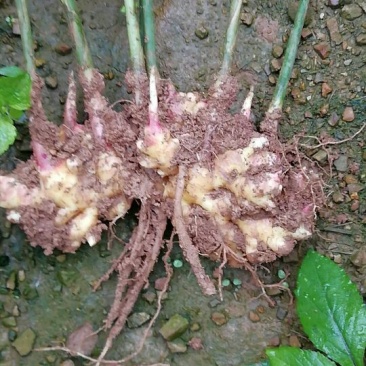 小黄姜5两以上带土