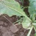 满堂红心里美1~1.5斤起