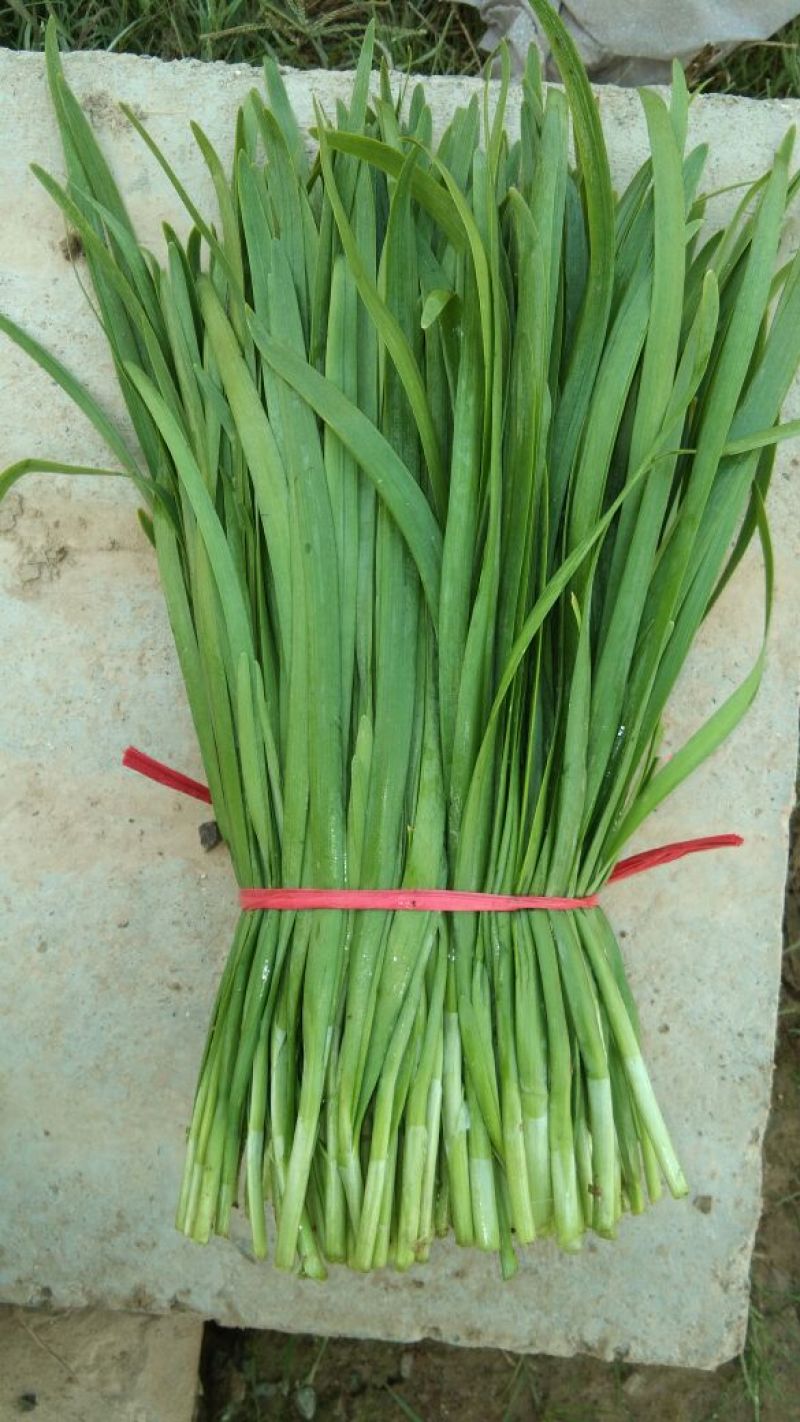 柘城县汉中王韭菜头茬
