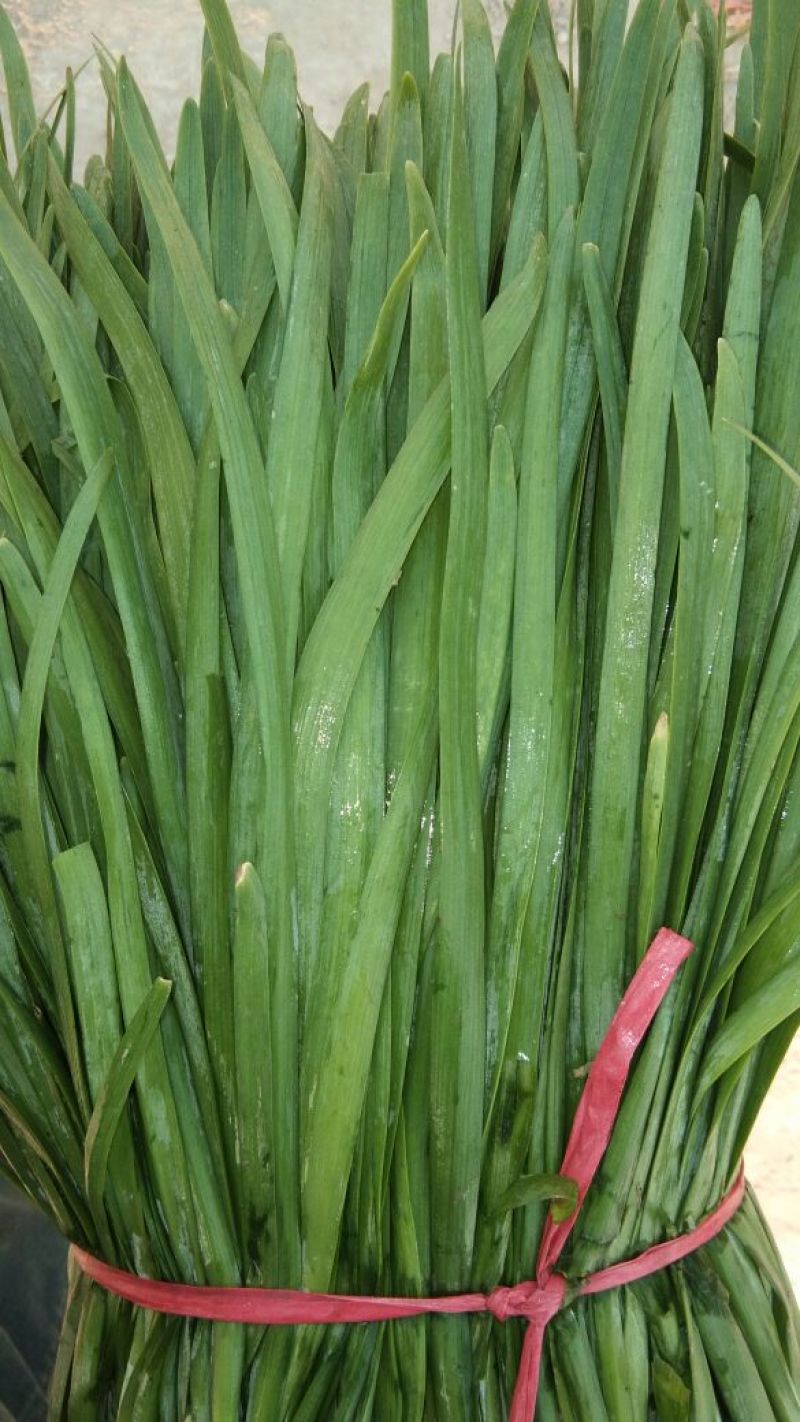 柘城县汉中王韭菜头茬