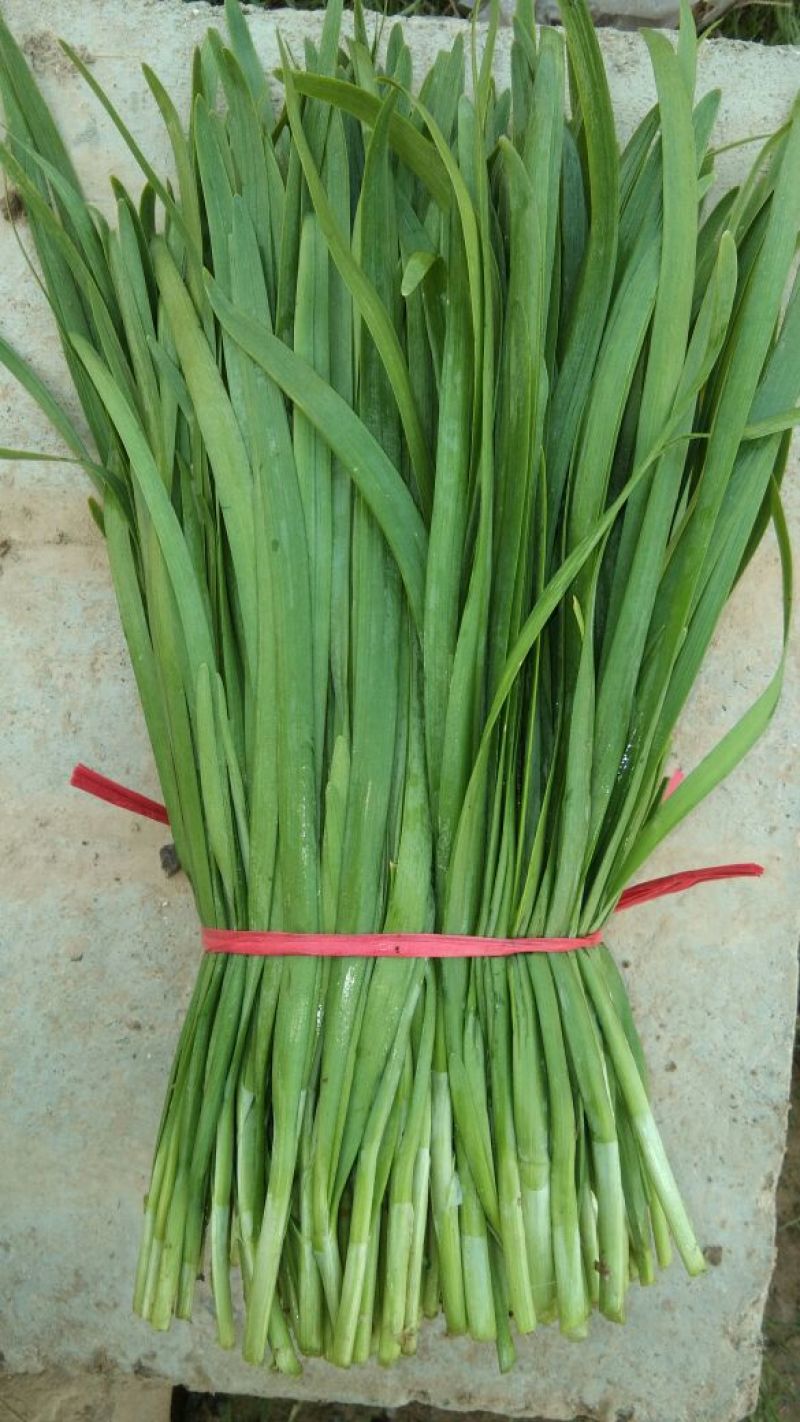 柘城县汉中王韭菜头茬