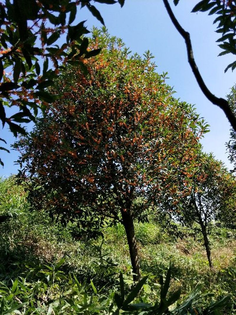 桂花树10~12cm3~3.5米2~3米