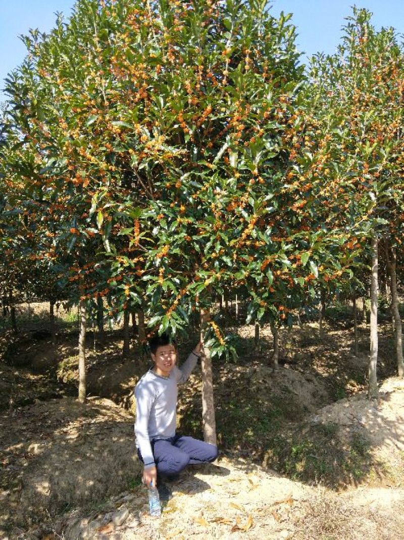 桂花树10~12cm3~3.5米2~3米