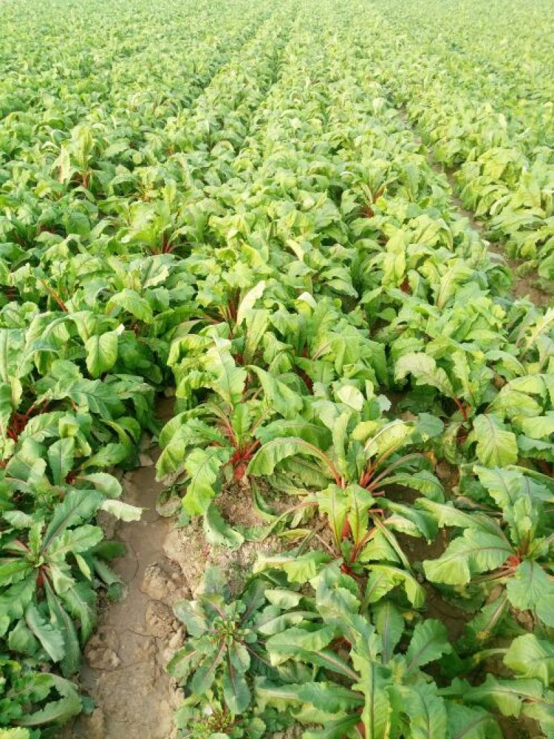 大红萝卜0.2~1斤起