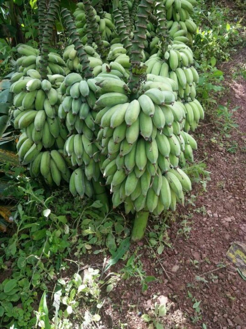 云南芭蕉货品优美，价格美美，老板们，砸单吧
