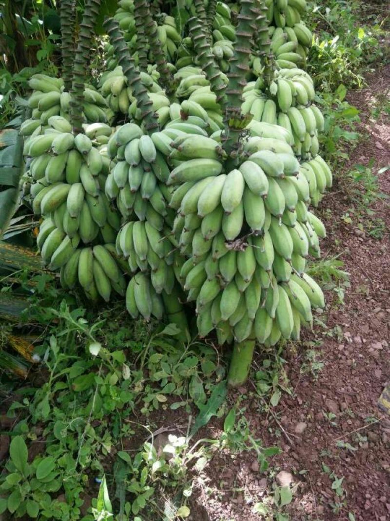 云南芭蕉货品优美，价格美美，老板们，砸单吧