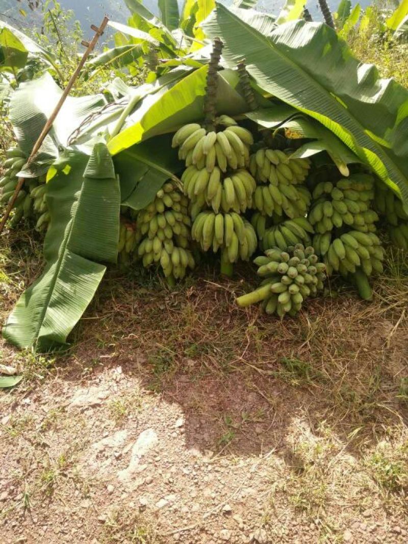 云南芭蕉货品优美，价格美美，老板们，砸单吧