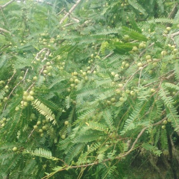 牛柑果2cm以下