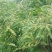 牛柑果2cm以下
