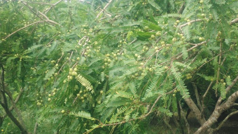 牛柑果2cm以下