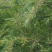 牛柑果2cm以下