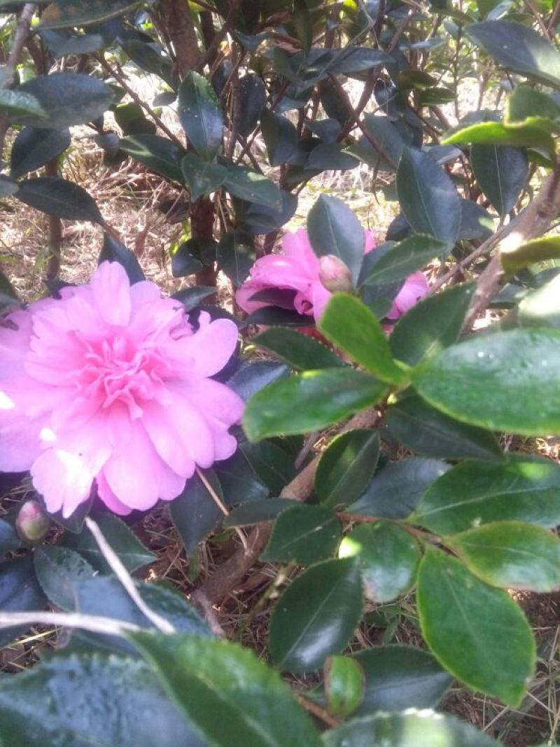 茶梅2~4cm4~6cm0.5~1米