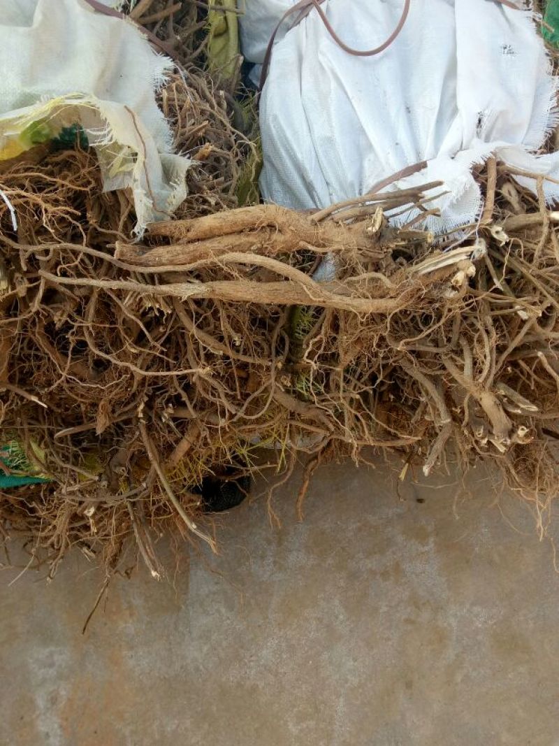 颠茄草20新草欢迎各位老板前来考察