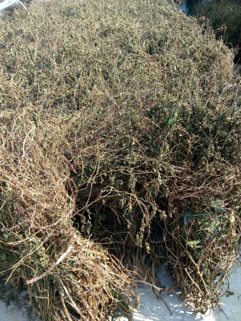 颠茄草20新草欢迎各位老板前来考察