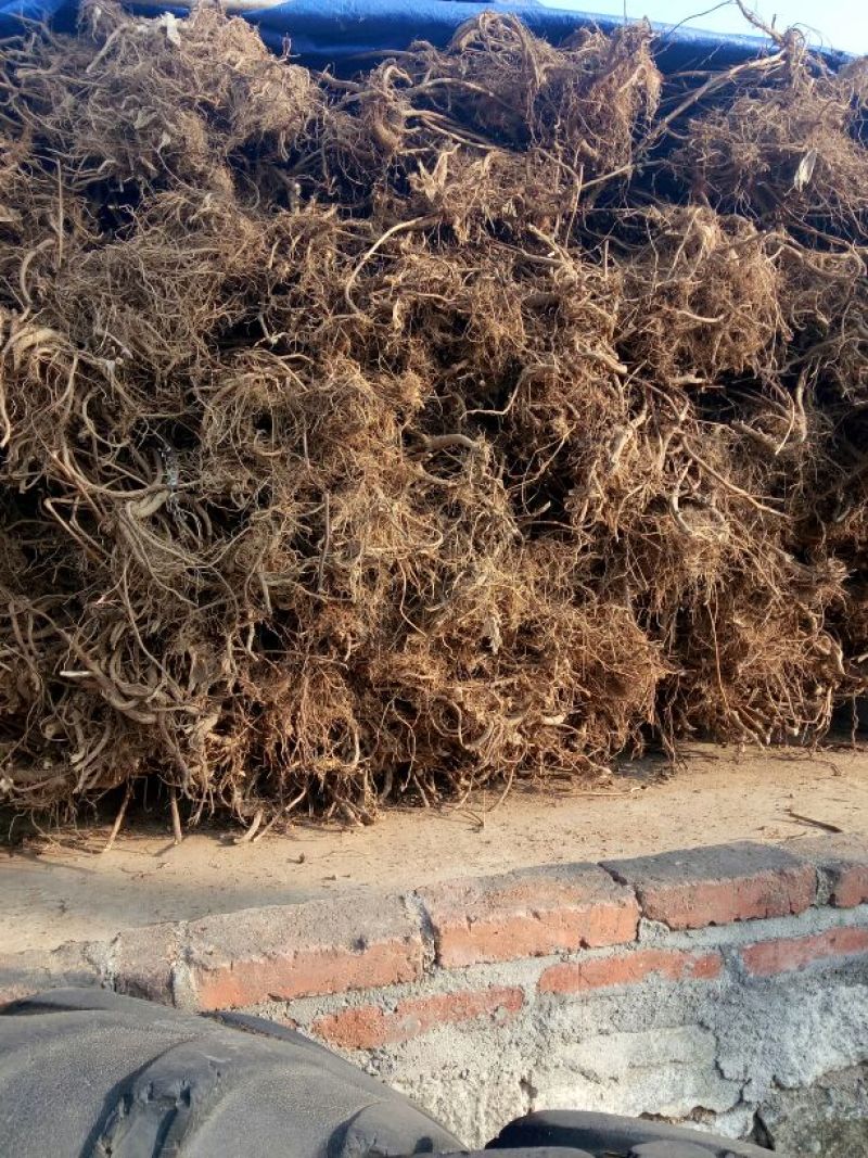 颠茄草20新草欢迎各位老板前来考察