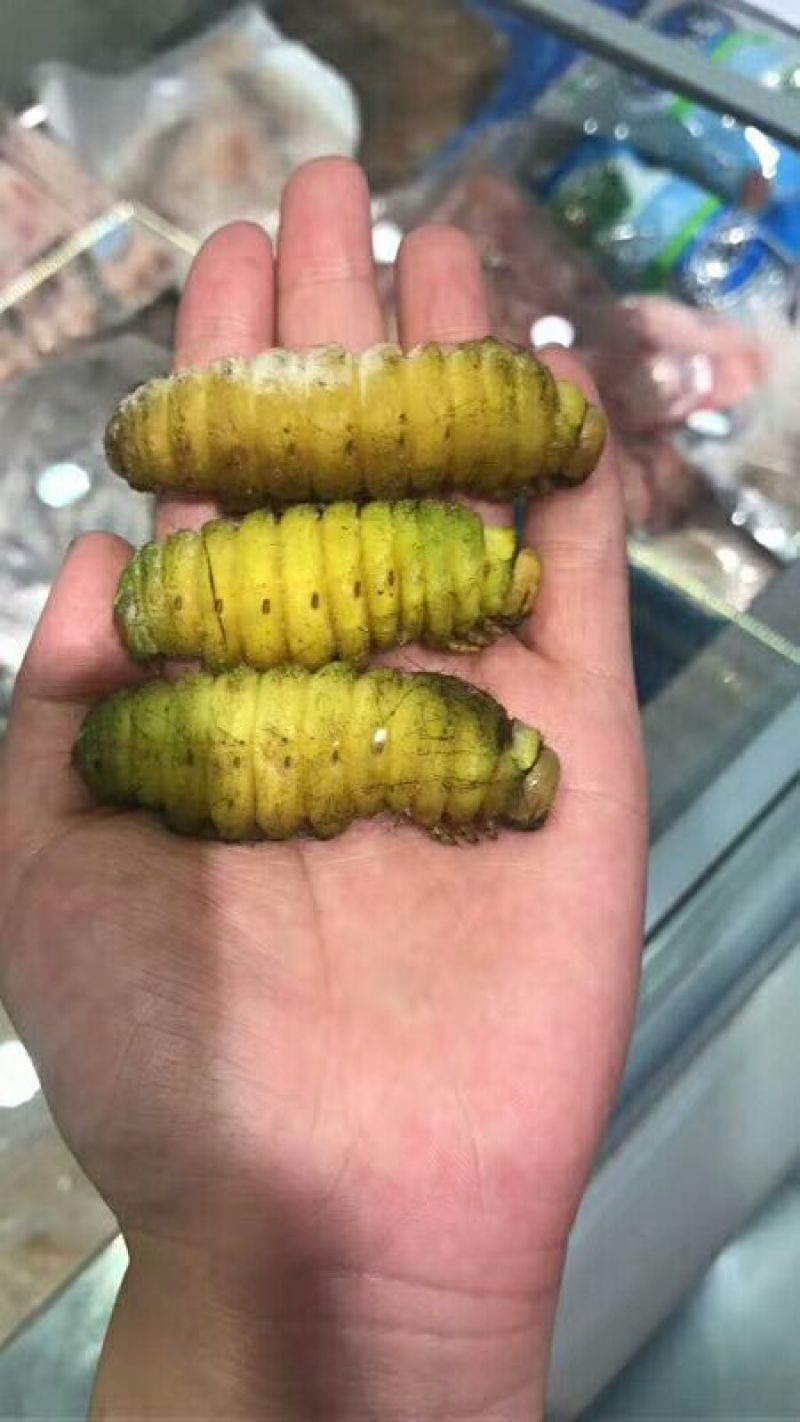 蚕