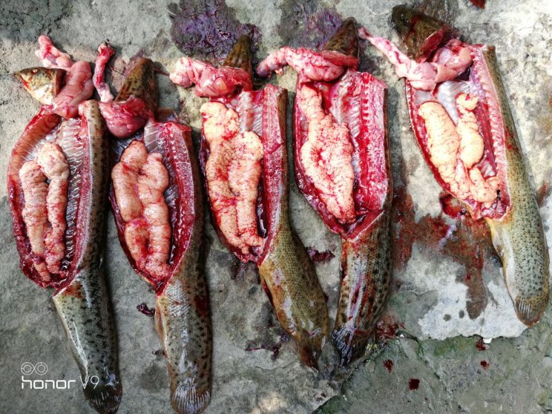 台湾泥鳅15~20cm人工养殖食用