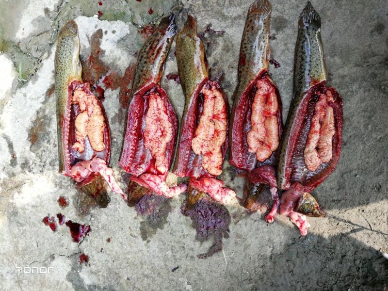台湾泥鳅15~20cm人工养殖食用
