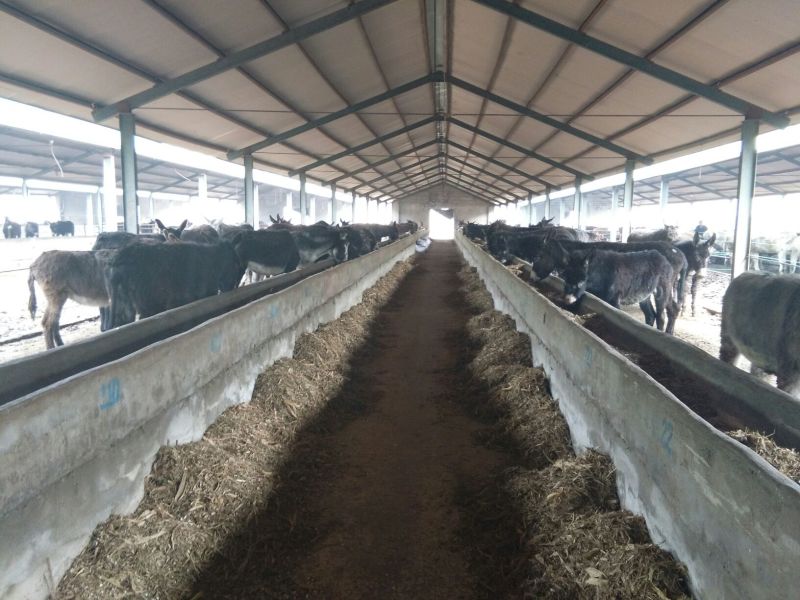 肉驴驴苗关东驴德州驴包运输品种齐全价格优惠