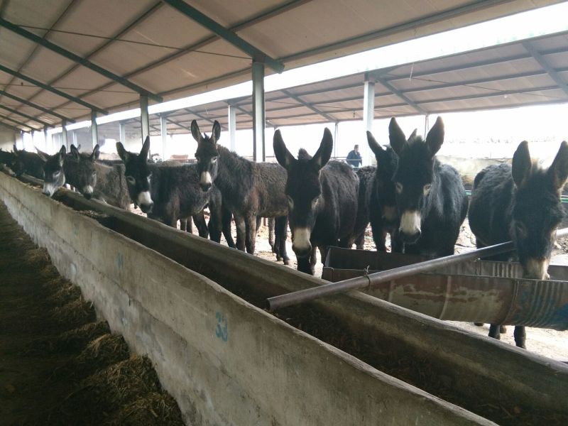 肉驴驴苗关东驴德州驴包运输品种齐全价格优惠