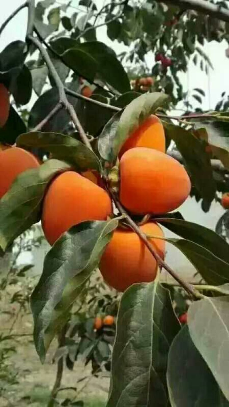 柿饼1~2两