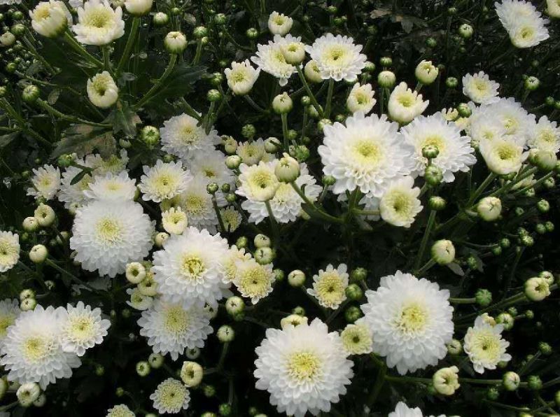 黄山贡菊一级