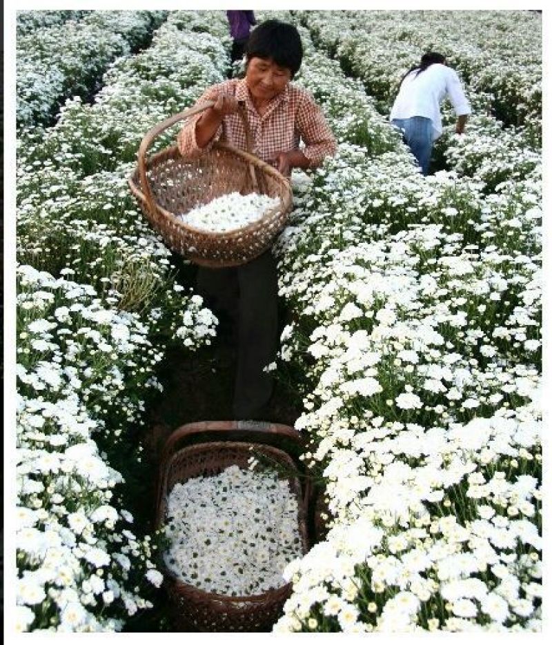 黄山贡菊一级