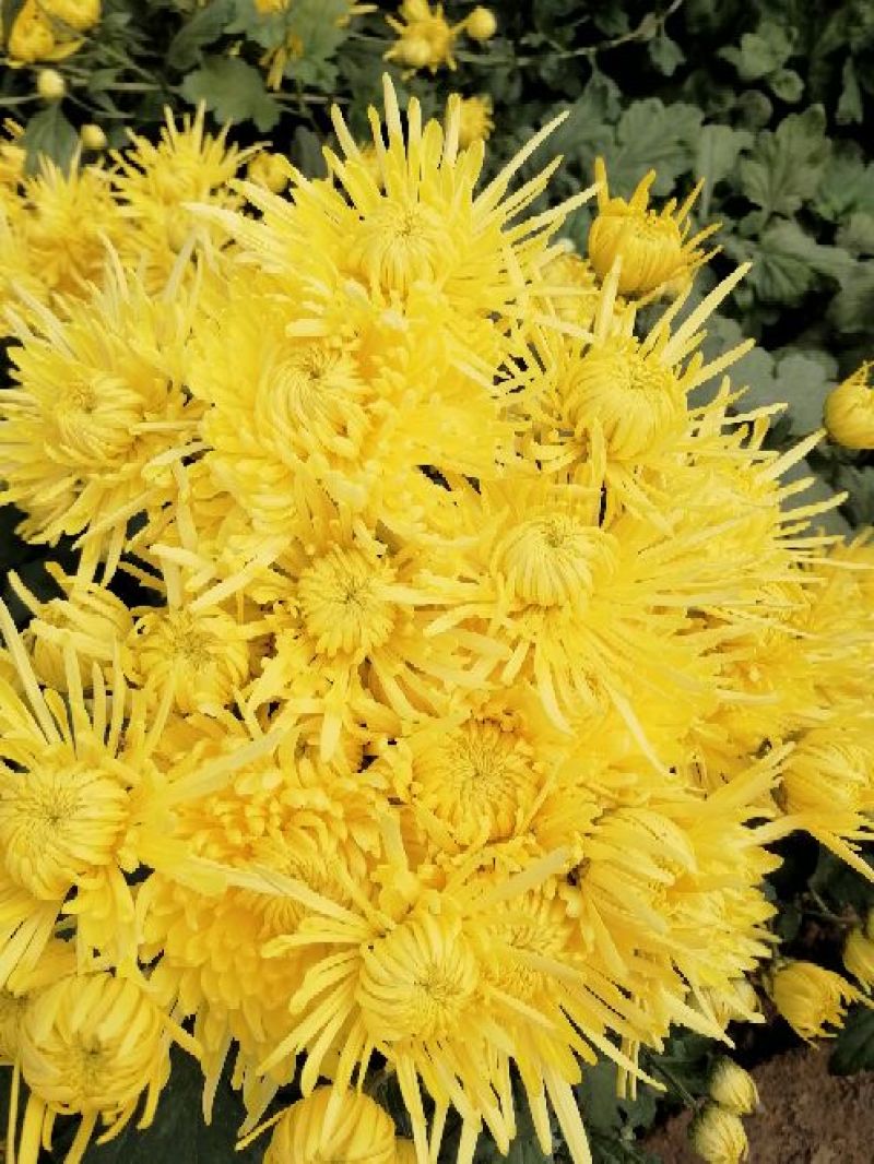 药用菊花散装