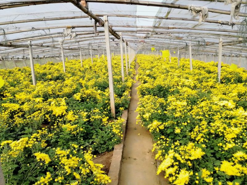药用菊花散装
