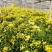 药用菊花散装