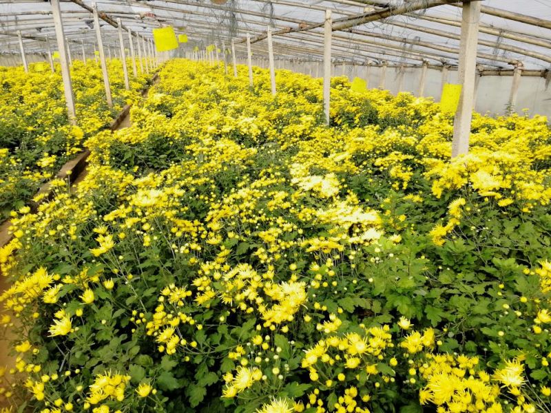 药用菊花散装