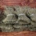 红薯粉条中粉