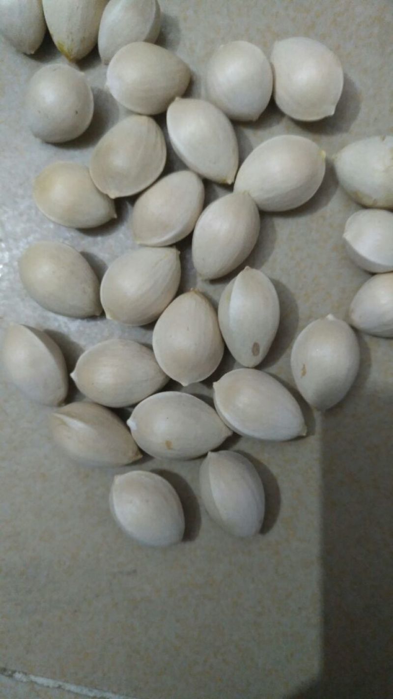 银杏果