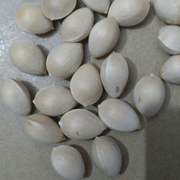银杏果