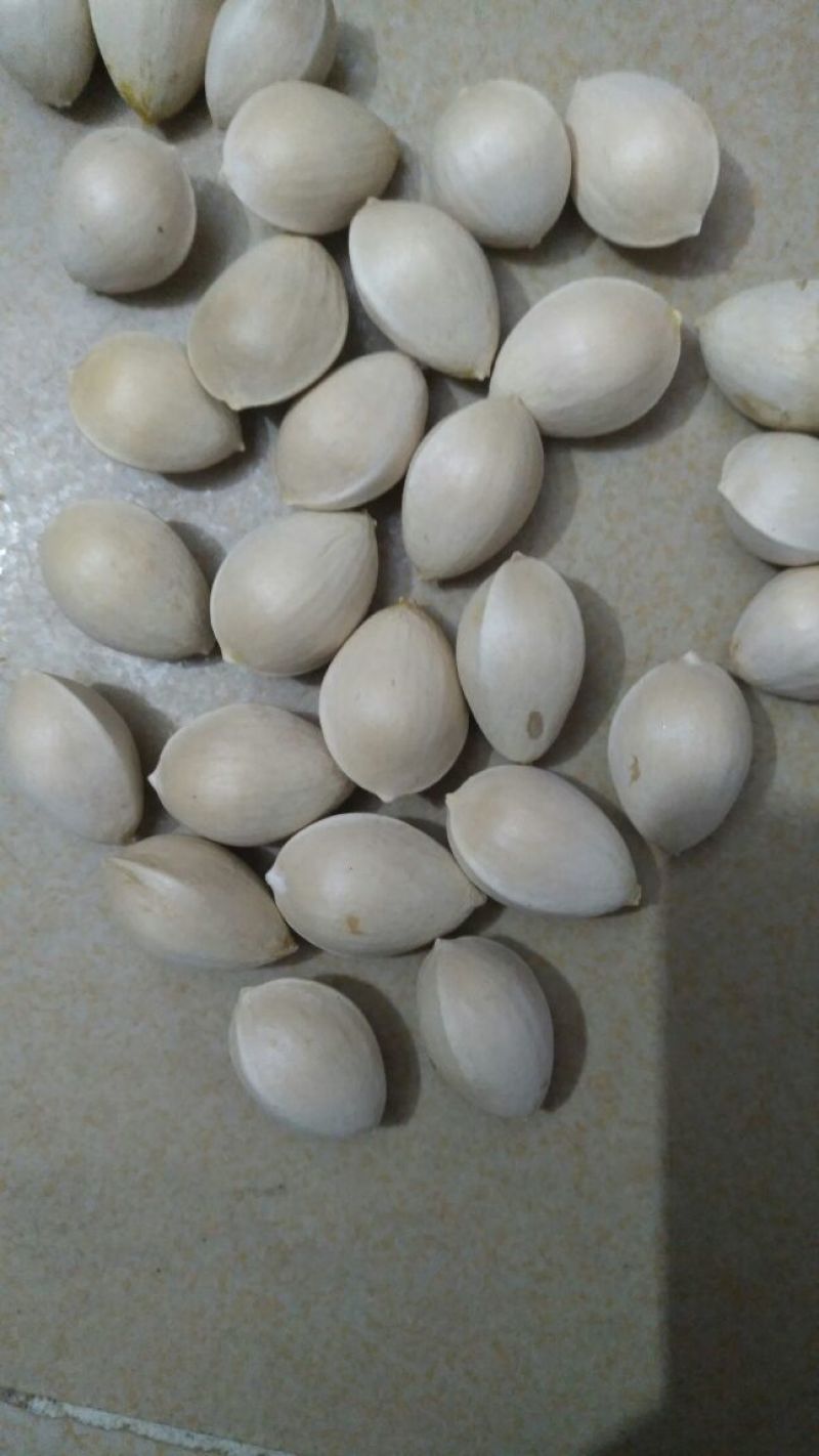 银杏果