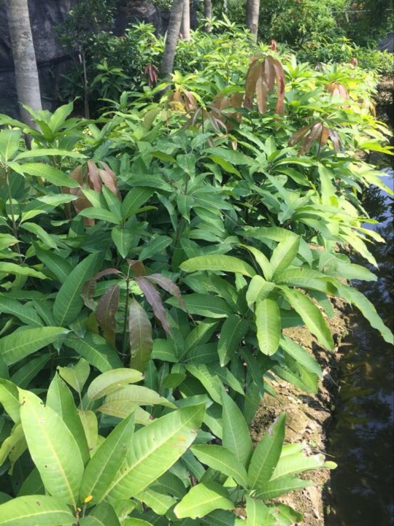广东普宁金煌芒果苗1年苗高度50公分不包邮