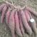 红薯苗商薯19种苗，商薯苗，高端红薯苗，地瓜苗—