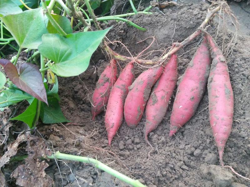 红薯苗商薯19种苗，商薯苗，高端红薯苗，地瓜苗—