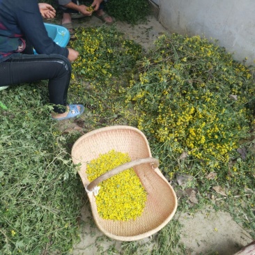 野菊花散装