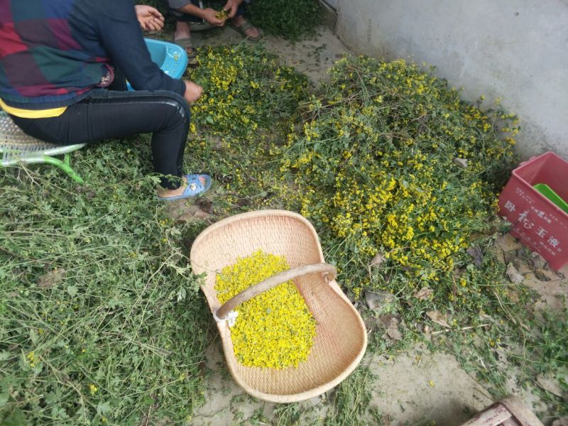 野菊花散装