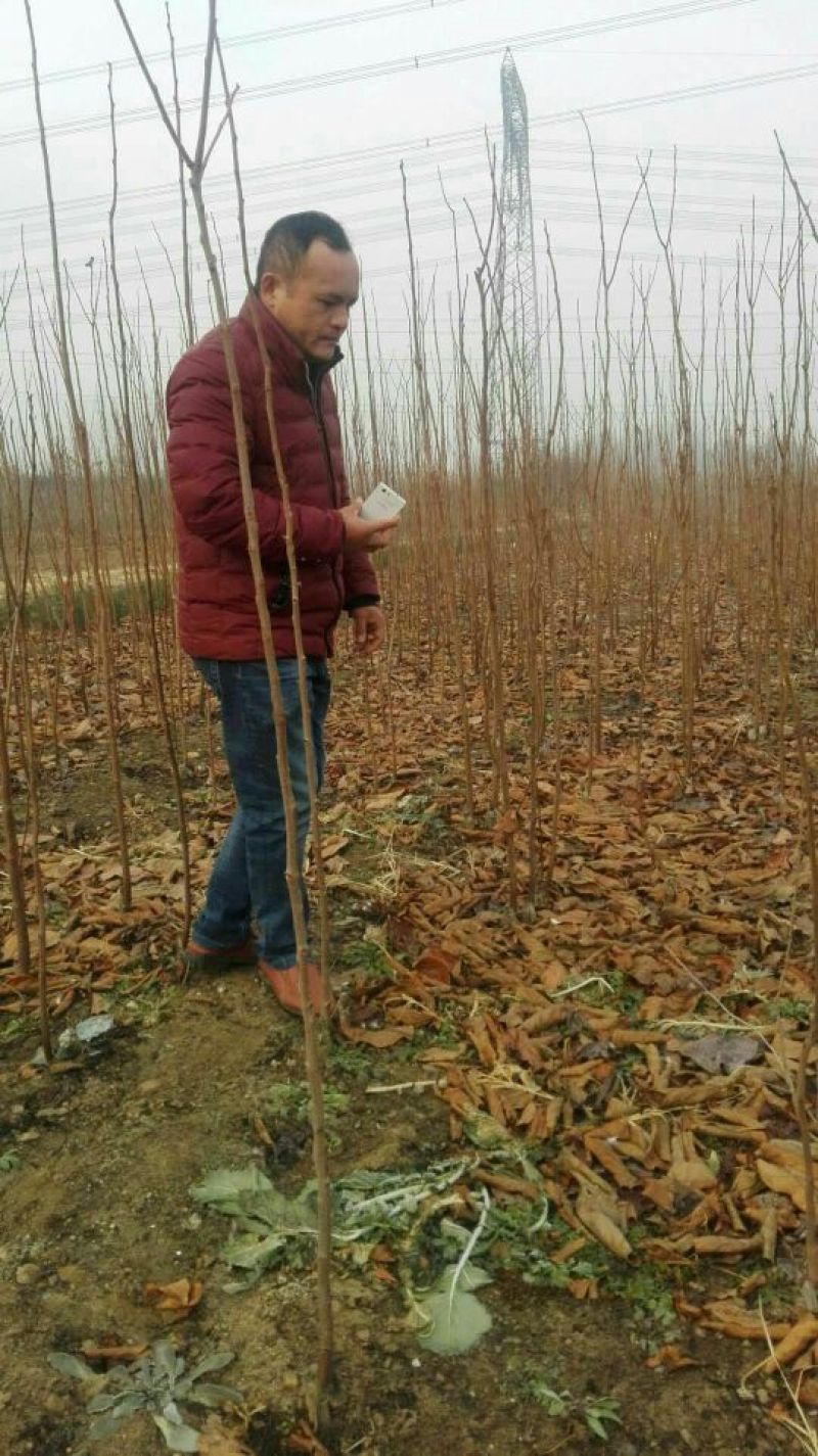 基地直销阳丰甜柿子树苗1-3公分磨盘柿子树苗价格脆柿子苗