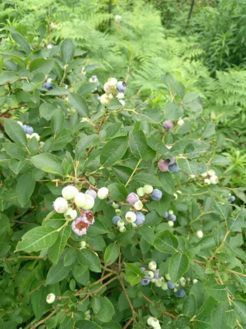 基地直销2年蓝丰蓝莓苗批发3年绿宝石蓝莓优瑞卡蓝莓苗价格