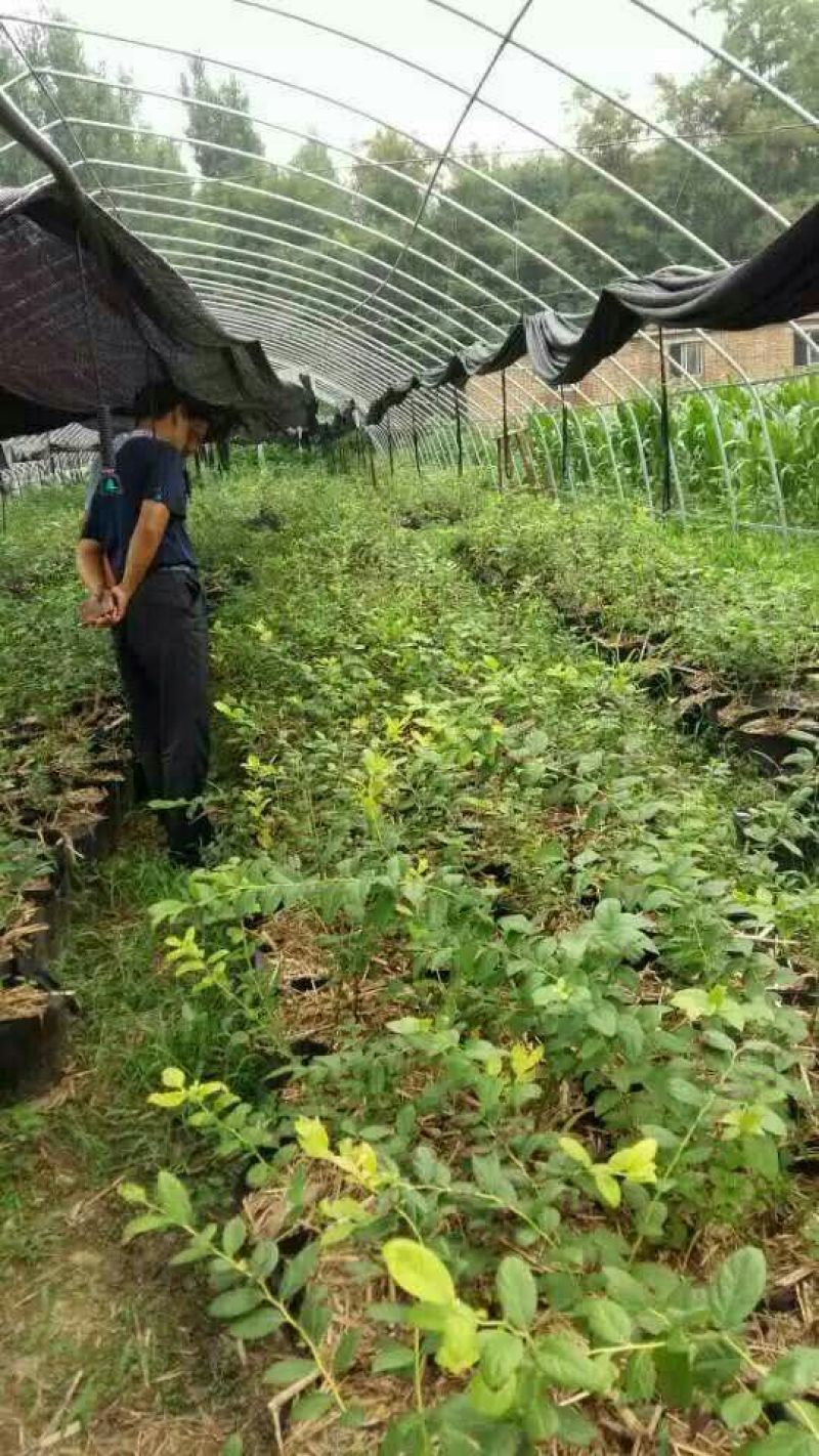 基地直销2年蓝丰蓝莓苗批发3年绿宝石蓝莓优瑞卡蓝莓苗价格