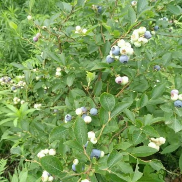 基地直销2年蓝丰蓝莓苗批发3年绿宝石蓝莓优瑞卡蓝莓苗价格